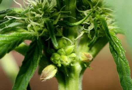 Learn How to Identify Cannabis Hermies, Pollen Sacs .